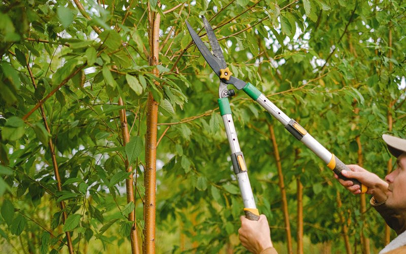 Tree trimming in Beaverdam, VA