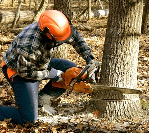 Tree Removal in Beaverdam, VA